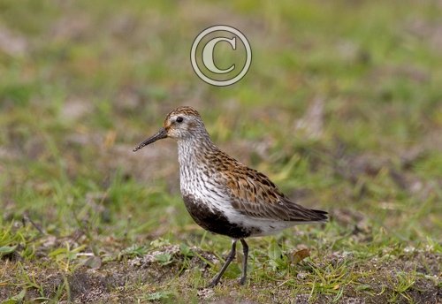 Dunlin DM1038